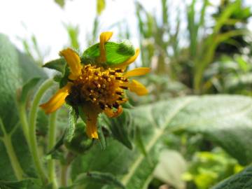 Fotografia da espécie Smallanthus sonchifolius