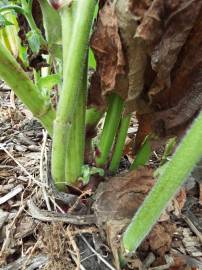 Fotografia da espécie Smallanthus sonchifolius