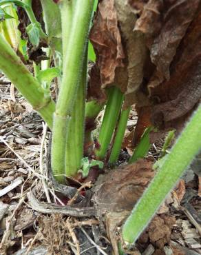 Fotografia 3 da espécie Smallanthus sonchifolius no Jardim Botânico UTAD