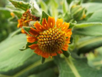 Fotografia da espécie Smallanthus sonchifolius