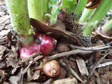 Fotografia da espécie Smallanthus sonchifolius