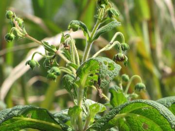 Fotografia da espécie Smallanthus sonchifolius