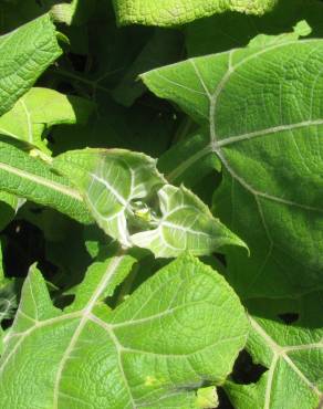 Fotografia 8 da espécie Smallanthus sonchifolius no Jardim Botânico UTAD