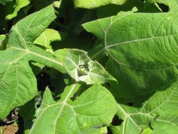 Fotografia da espécie Smallanthus sonchifolius