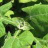 Fotografia 8 da espécie Smallanthus sonchifolius do Jardim Botânico UTAD