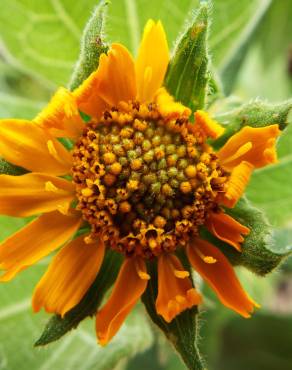 Fotografia 9 da espécie Smallanthus sonchifolius no Jardim Botânico UTAD