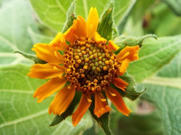 Fotografia da espécie Smallanthus sonchifolius