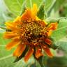 Fotografia 9 da espécie Smallanthus sonchifolius do Jardim Botânico UTAD