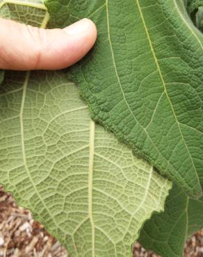 Fotografia 10 da espécie Smallanthus sonchifolius no Jardim Botânico UTAD