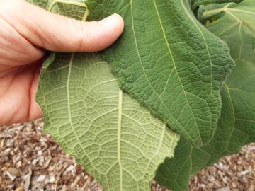 Fotografia da espécie Smallanthus sonchifolius