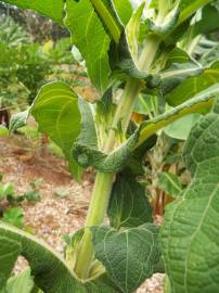 Fotografia da espécie Smallanthus sonchifolius