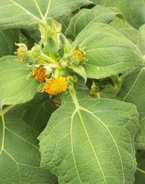 Fotografia 12 da espécie Smallanthus sonchifolius no Jardim Botânico UTAD