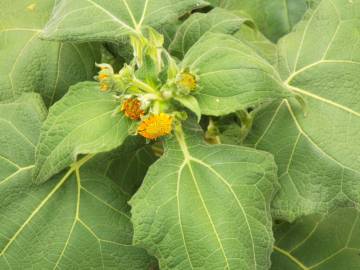 Fotografia da espécie Smallanthus sonchifolius