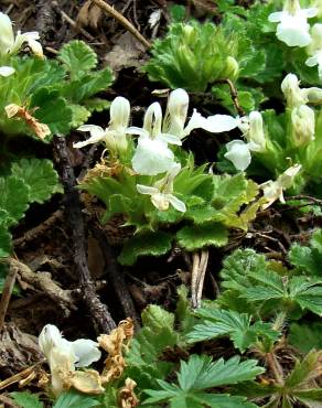 Fotografia 16 da espécie Teucrium pyrenaicum no Jardim Botânico UTAD