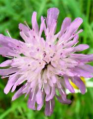 Knautia arvensis