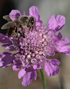 Fotografia 5 da espécie Knautia arvensis no Jardim Botânico UTAD