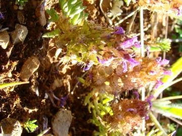 Fotografia da espécie Coris monspeliensis subesp. monspeliensis