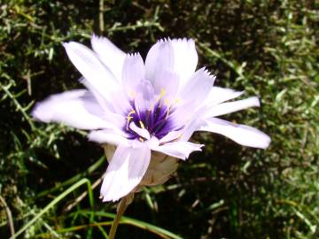 Fotografia da espécie Catananche caerulea