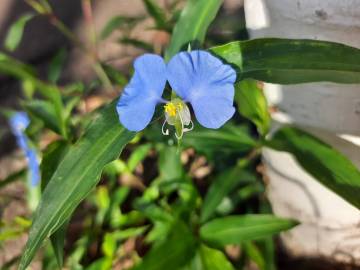 Fotografia da espécie Commelina communis