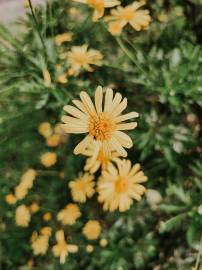 Fotografia da espécie Euryops pectinatus