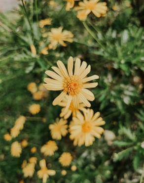 Fotografia 14 da espécie Euryops pectinatus no Jardim Botânico UTAD