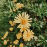 Fotografia 14 da espécie Euryops pectinatus do Jardim Botânico UTAD