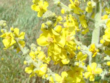 Fotografia da espécie Verbascum pulverulentum