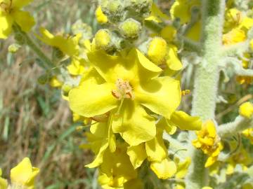 Fotografia da espécie Verbascum pulverulentum