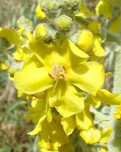 Fotografia de capa Verbascum pulverulentum - do Jardim Botânico