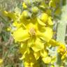 Fotografia 1 da espécie Verbascum pulverulentum do Jardim Botânico UTAD