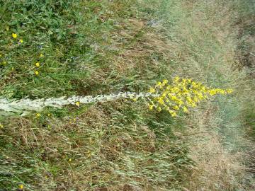 Fotografia da espécie Verbascum pulverulentum