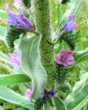 Fotografia da espécie Echium tuberculatum