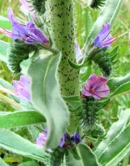 Echium tuberculatum