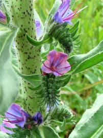 Fotografia da espécie Echium tuberculatum