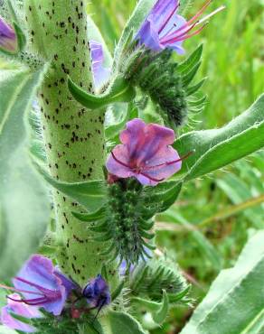 Fotografia 8 da espécie Echium tuberculatum no Jardim Botânico UTAD