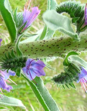 Fotografia 9 da espécie Echium tuberculatum no Jardim Botânico UTAD