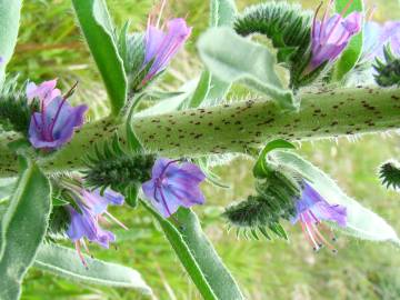 Fotografia da espécie Echium tuberculatum