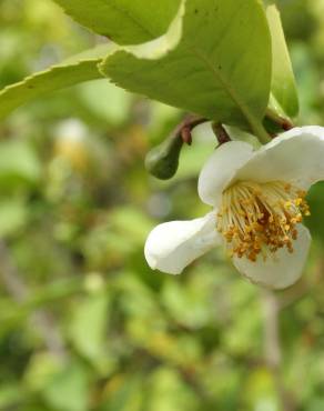 Fotografia 17 da espécie Camellia sinensis no Jardim Botânico UTAD