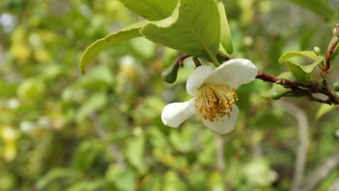 Fotografia da espécie Camellia sinensis