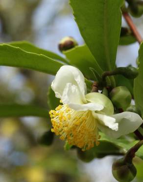Fotografia 18 da espécie Camellia sinensis no Jardim Botânico UTAD