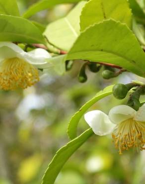 Fotografia 19 da espécie Camellia sinensis no Jardim Botânico UTAD