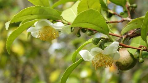 Fotografia da espécie Camellia sinensis