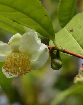 Fotografia 20 da espécie Camellia sinensis no Jardim Botânico UTAD