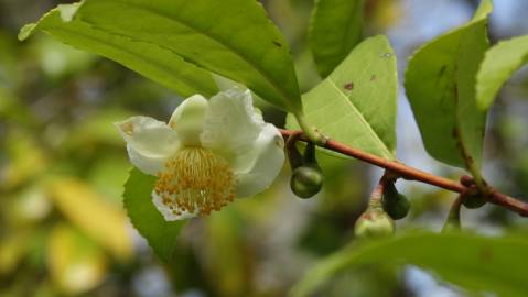 Fotografia da espécie Camellia sinensis