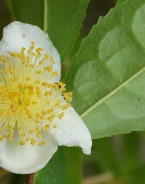 Fotografia 21 da espécie Camellia sinensis no Jardim Botânico UTAD