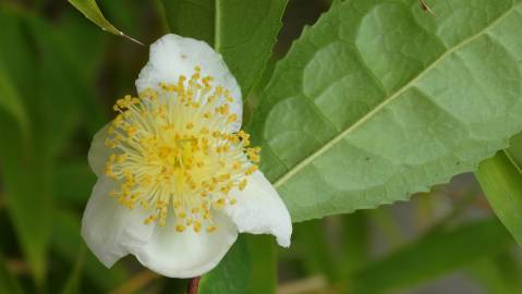 Fotografia da espécie Camellia sinensis