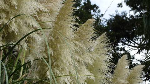 Fotografia da espécie Cortaderia selloana