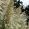 Fotografia 15 da espécie Cortaderia selloana do Jardim Botânico UTAD