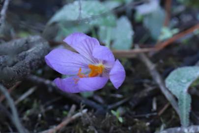 Fotografia da espécie Crocus serotinus subesp. serotinus