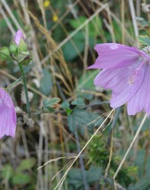 Fotografia 17 da espécie Malva hispanica no Jardim Botânico UTAD